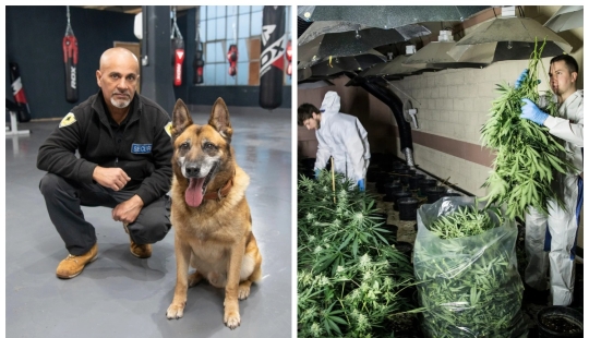 Cómo el perro Rambo olió una plantación de marihuana a través de un agujero en la pared del gimnasio