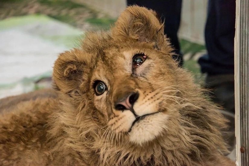 Cómo fue rescatado el cachorro de león Simba, cuyos dueños le rompieron las patas para que pudiera ser fotografiado con turistas