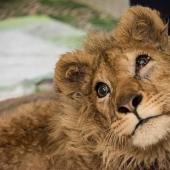 Cómo fue rescatado el cachorro de león Simba, cuyos dueños le rompieron las patas para que pudiera ser fotografiado con turistas