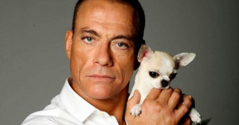 Cómo Jean-Claude Van Damme salvó un paraíso de cachorros Chihuahua de la muerte