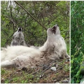 Cómo se comportan los lobos más perezosos del mundo