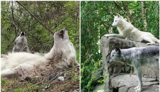 Cómo se comportan los lobos más perezosos del mundo