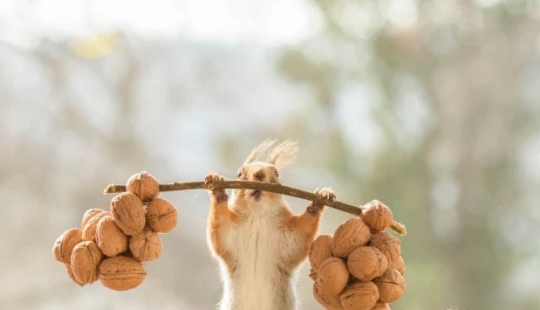 Cómo un fotógrafo astuto obligó a las ardillas a hacer levantamiento de pesas