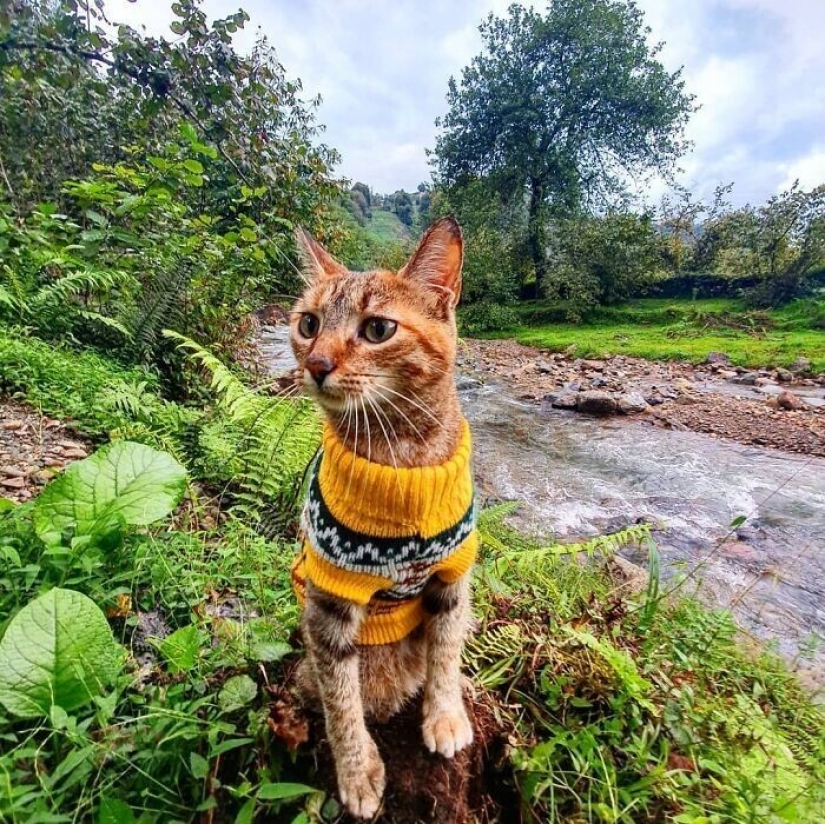 Cómo un gato y su hombre circunnavegan el mundo en una bicicleta