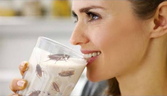 Cockroach milk is the elixir of health