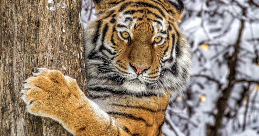 Como derechos de los animales casi destruyó el último de los tigres de Amur