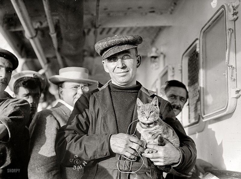 Como el gato que caminaba en el mar