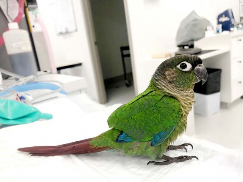 Como un veterinario de Australia cosido parrot nuevas alas