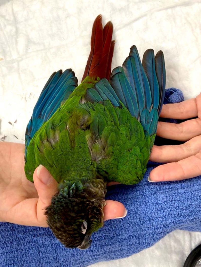 Como un veterinario de Australia cosido parrot nuevas alas