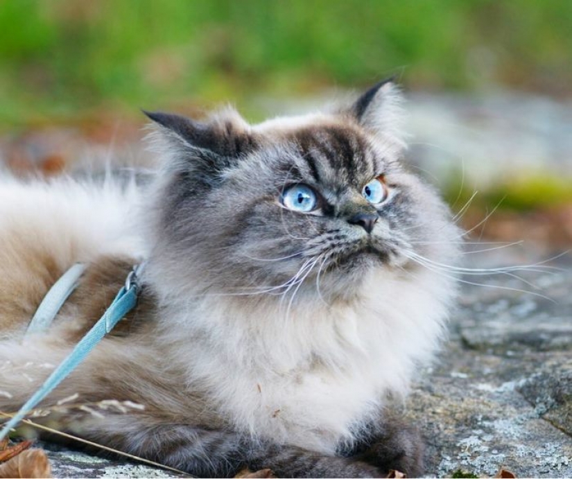 Conoce a Merlín, el gato que odia todo y a todos