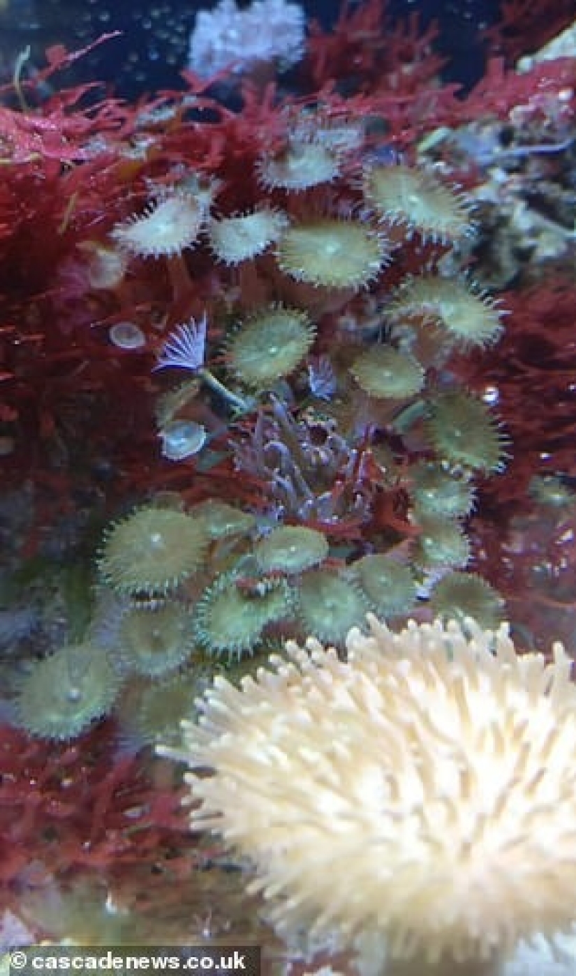 Coral asesino: Madre de cuatro hijos casi muere de envenenamiento después de limpiar el acuario