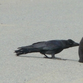 Crows Troll other animals, pulling their tails