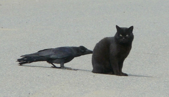 Crows Troll other animals, pulling their tails