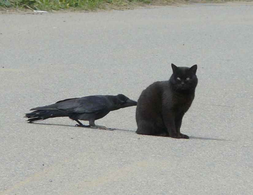 Crows Troll other animals, pulling their tails