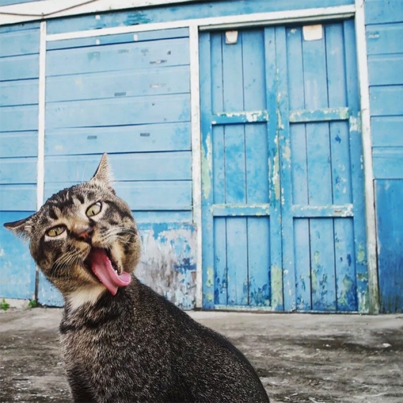 Cuando la sonrisa llega a la cola: finalistas del concurso de fotografía Comedy Pet Photography Awards