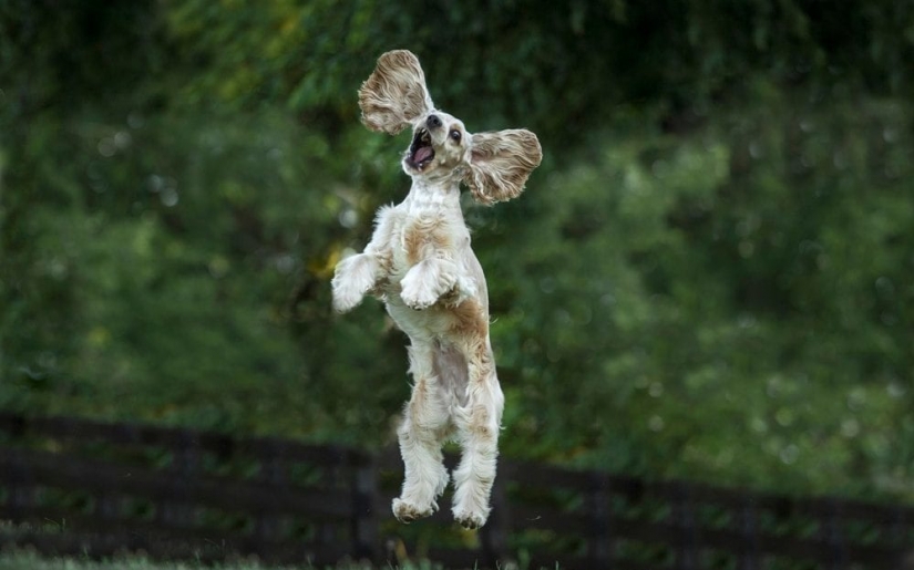 Cuando la sonrisa llega a la cola: finalistas del concurso de fotografía Comedy Pet Photography Awards