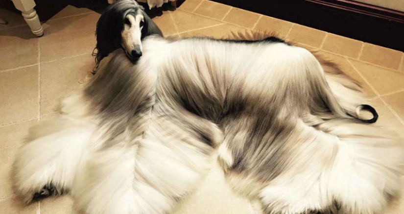 Cuando un perro tiene un mejor peinado que tú: un hombre chino gasta miles de dólares en cuidar el pelo de su mascota