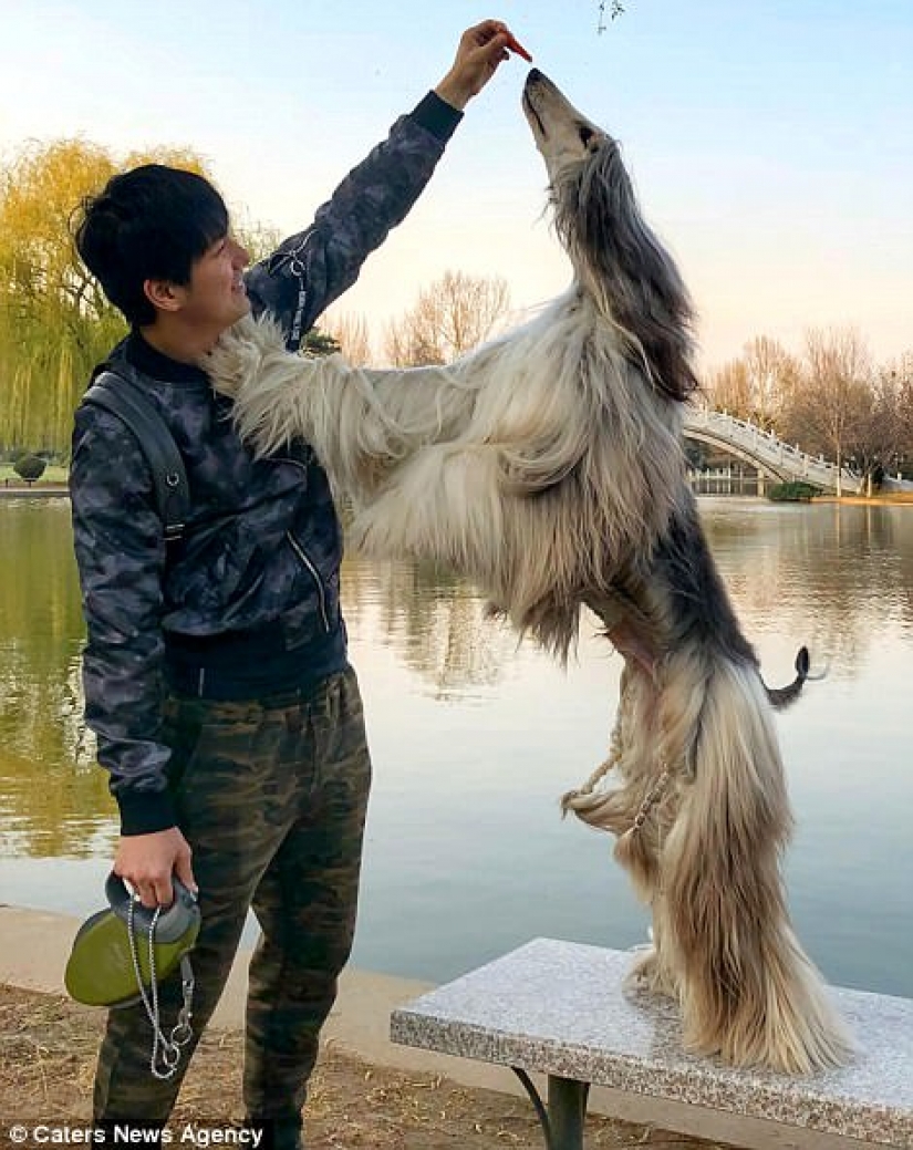 Cuando un perro tiene un mejor peinado que tú: un hombre chino gasta miles de dólares en cuidar el pelo de su mascota