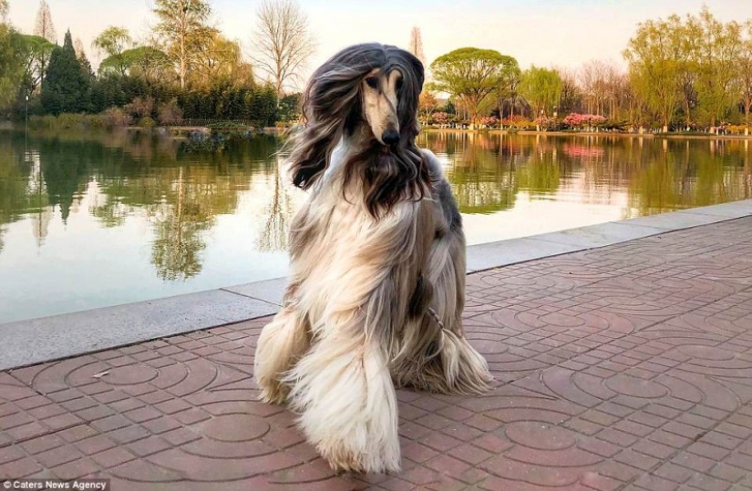 Cuando un perro tiene un mejor peinado que tú: un hombre chino gasta miles de dólares en cuidar el pelo de su mascota