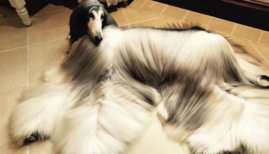 Cuando un perro tiene un mejor peinado que tú: un hombre chino gasta miles de dólares en cuidar el pelo de su mascota