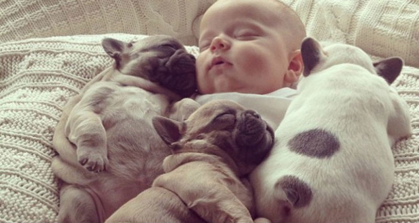 Cute bulldog puppies that will melt your heart