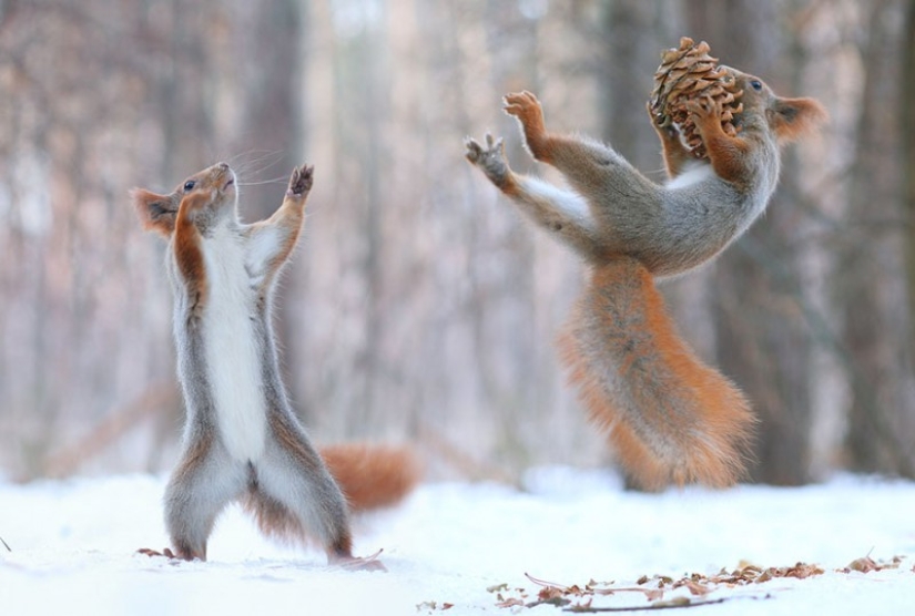 Cute photo shoot of squirrels playing by photographer Vadim Trunov