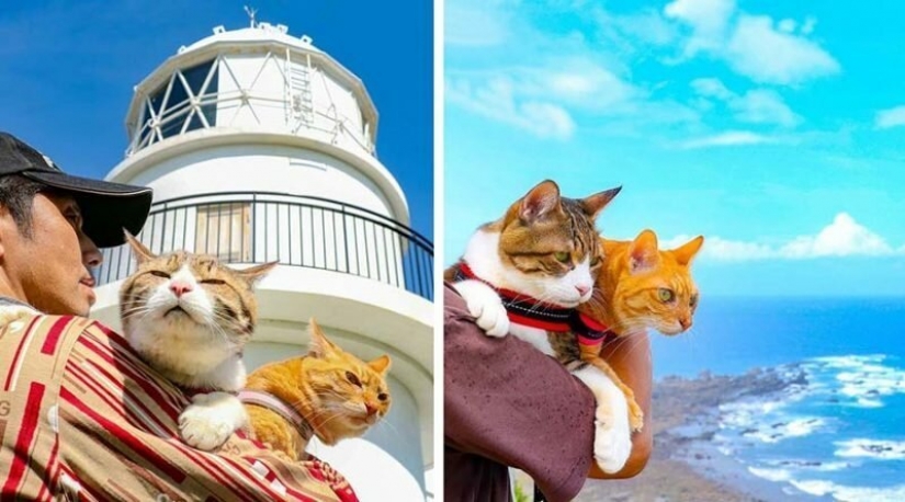 Daikichi and Fuku-Chan are cats that travel with their owner