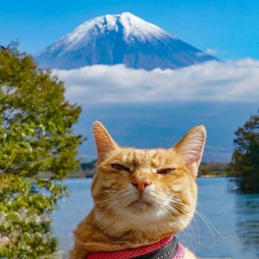 Daikichi and Fuku-Chan are cats that travel with their owner