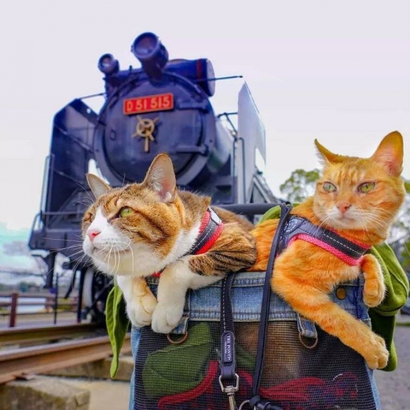 Daikichi and Fuku-Chan are cats that travel with their owner