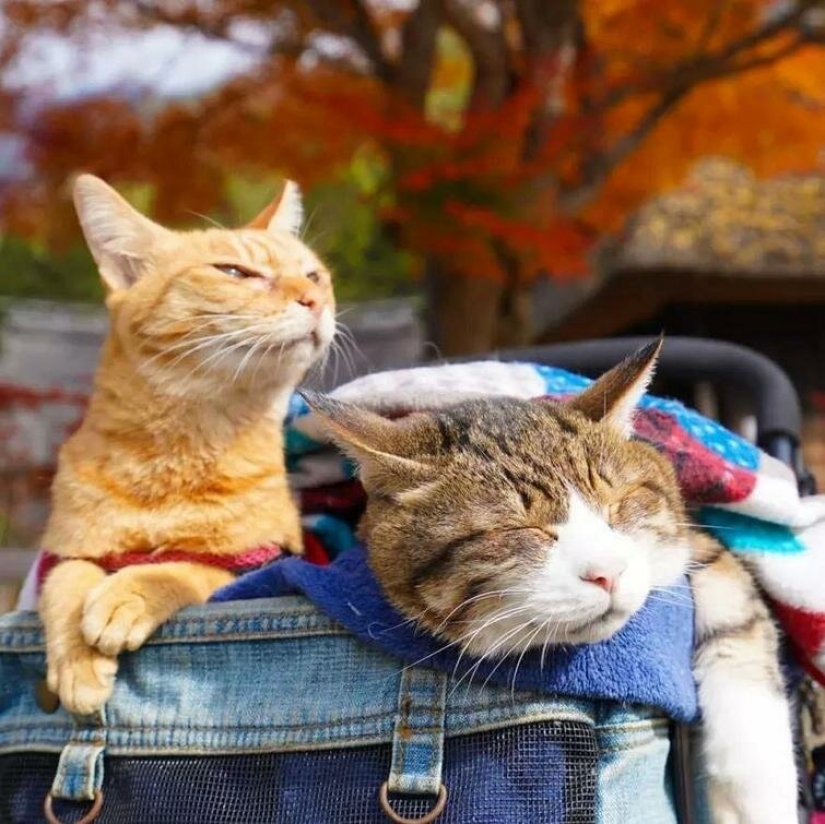Daikichi and Fuku-Chan are cats that travel with their owner