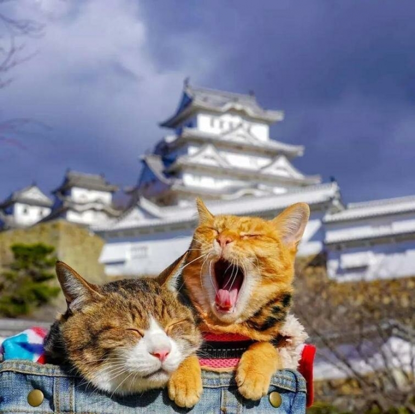 Daikichi and Fuku-Chan are cats that travel with their owner