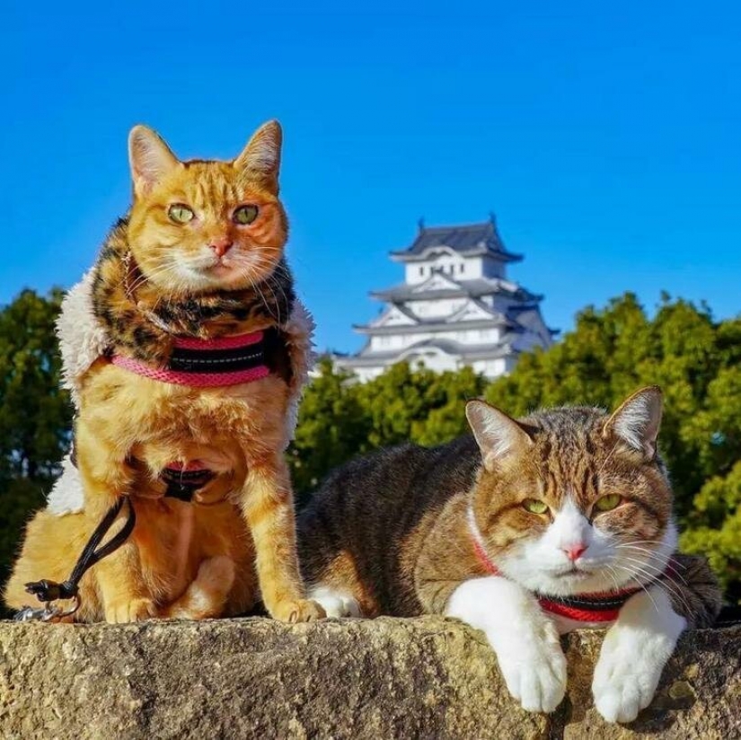 Daikichi y Fuku-Chan son gatos que viajan con su dueño