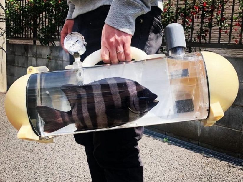 Dar un paseo, peces, grandes y pequeños! Japón ha creado una bolsa transparente para peces vivos
