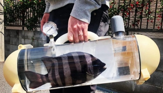 Dar un paseo, peces, grandes y pequeños! Japón ha creado una bolsa transparente para peces vivos