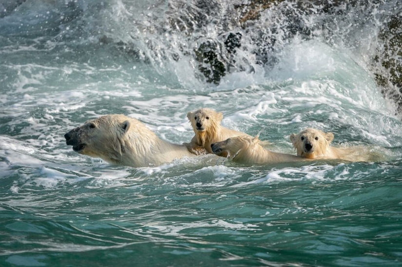 Desperate photographer took polar bears, keepers of an abandoned polar station