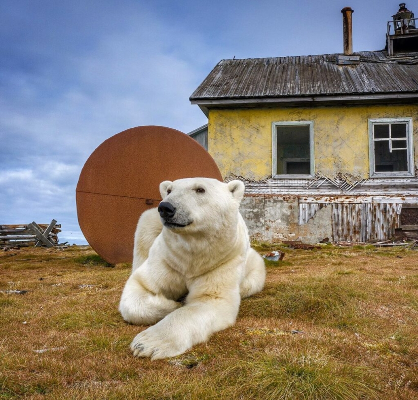 Desperate photographer took polar bears, keepers of an abandoned polar station