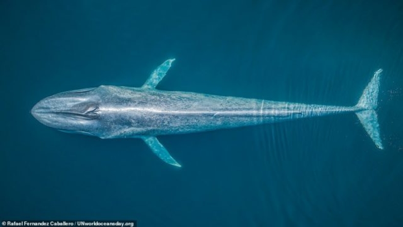 Destacada fotografía impresionante ganadora del concurso de fotografía del Día Mundial de los Océanos de la ONU