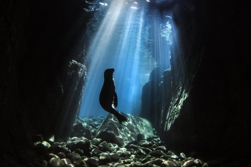 Destacada fotografía impresionante ganadora del concurso de fotografía del Día Mundial de los Océanos de la ONU