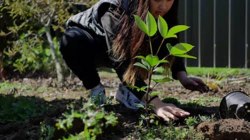 Diploma para las plantas de semillero: en las Filipinas, los graduados están obligados a plantar 10 árboles