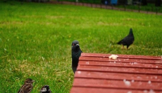 Divertida mini-historia sobre una paloma que "rompió" su felicidad