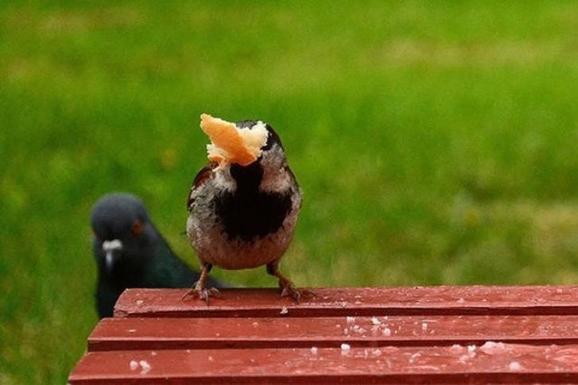 Divertida mini-historia sobre una paloma que "rompió" su felicidad