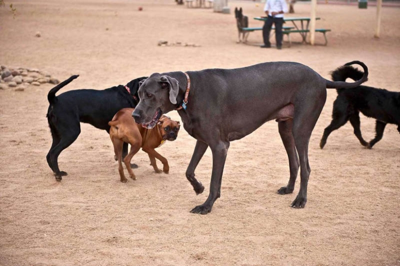 Dog-giant