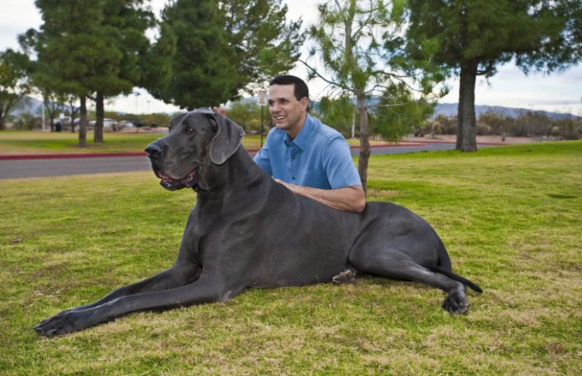 Dog-giant