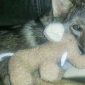 El americano tomó un cachorro, pero resultó que no era un perro en absoluto