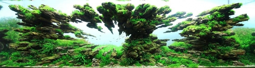 El arte de los acuarios-increíbles paisajes submarinos