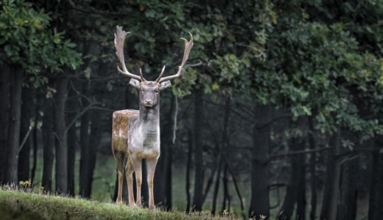 El diseñador hace animales al estilo de Minecraft.