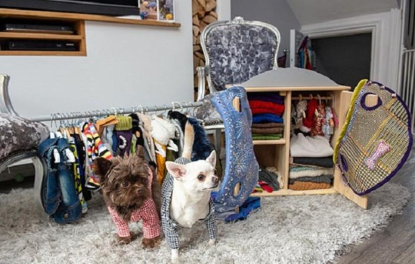 El dueño de un chihuahua mimado gastó una fortuna en trajes de diseño para perros