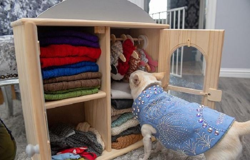 El dueño de un chihuahua mimado gastó una fortuna en trajes de diseño para perros