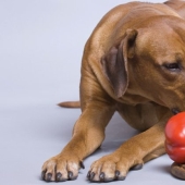 El eco-activista se jactó de un perro vegano y causó una tormenta de indignación en la web