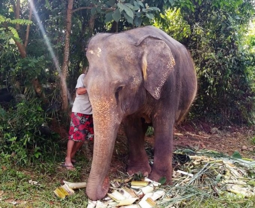 El elefante estaba deprimido y no quería vivir hasta que conoció a un nuevo amigo
